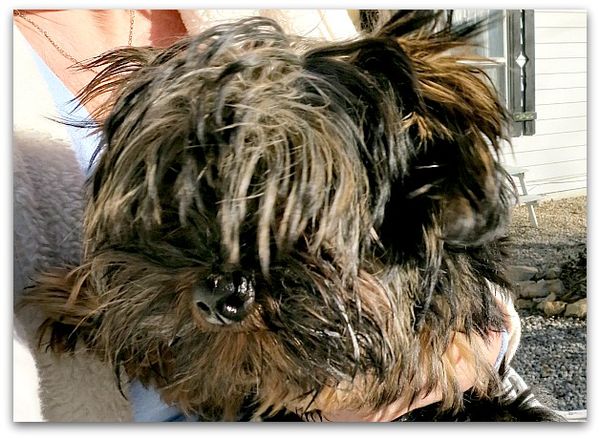 Scruffy 018