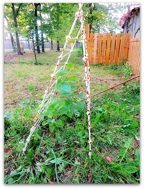 Halloween and garden 021