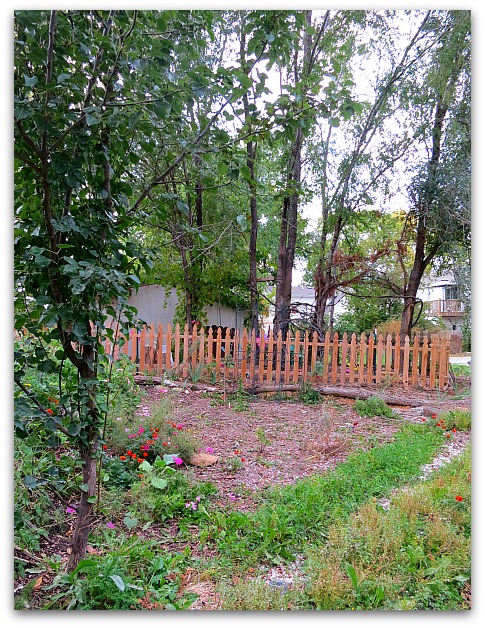 Halloween and garden 020