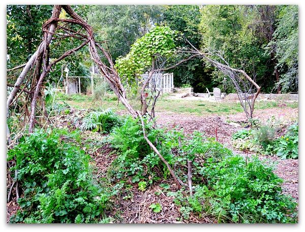 Halloween and garden 014