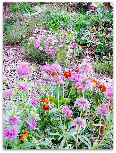 Halloween and garden 010