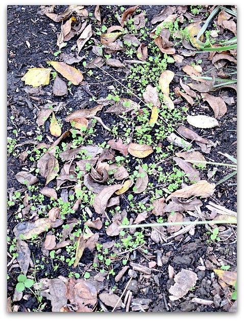 Halloween and garden 016