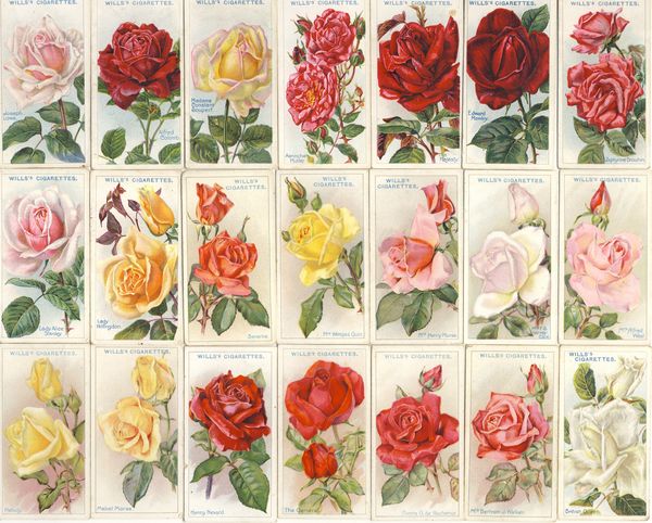 Rose_cigarette_cards