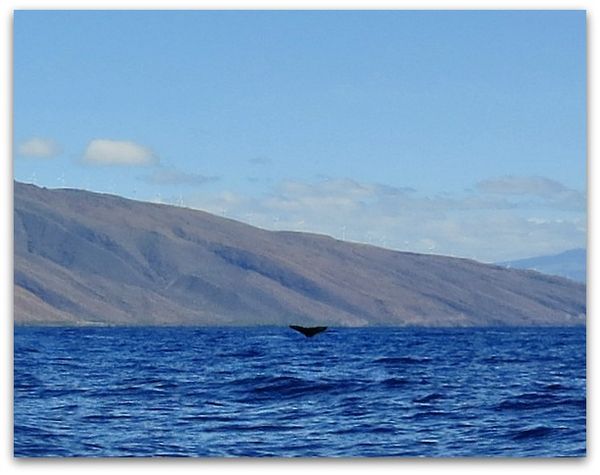 Hawaiimaui 019