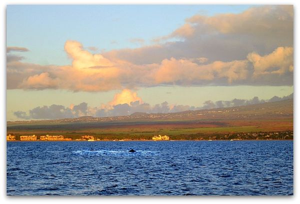 Hawaiimaui 096