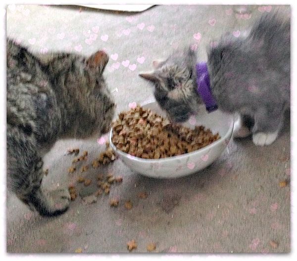 Cats