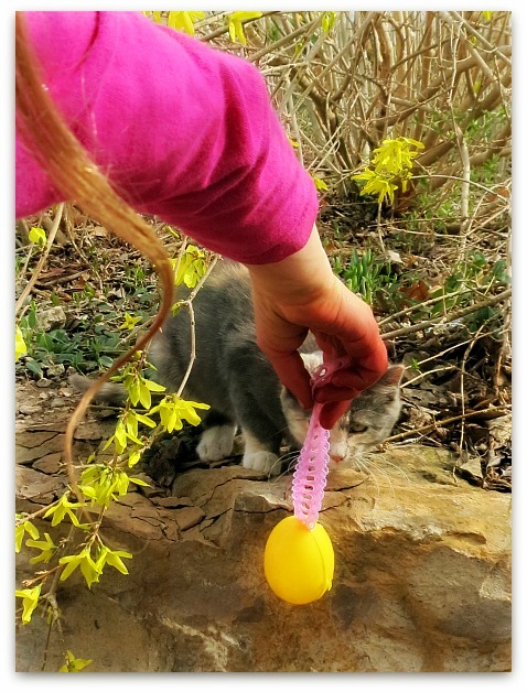 Egg tree 068