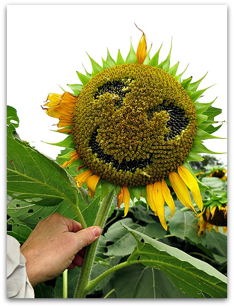 Sundlowers 094