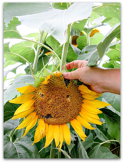 Sundlowers 091