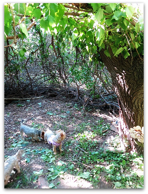 Fairy house 018