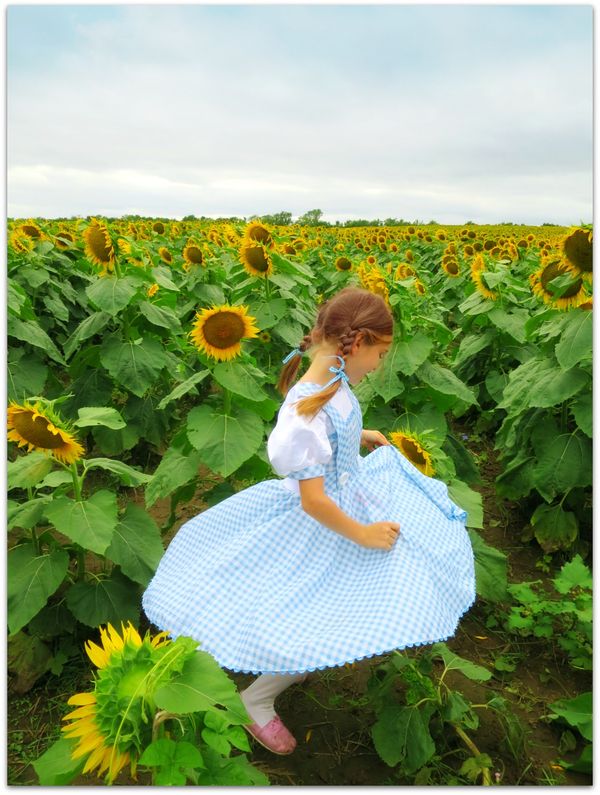 Sundlowers 049