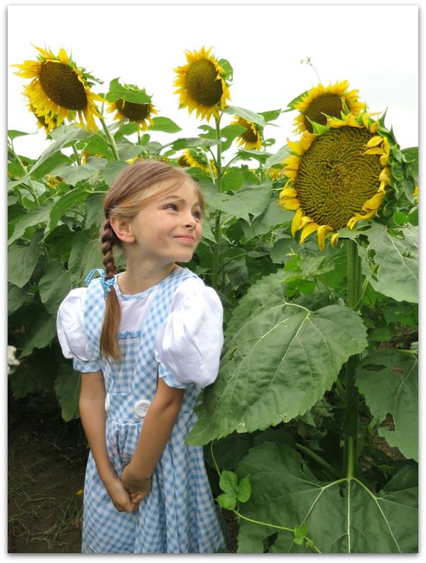 Sundlowers 021