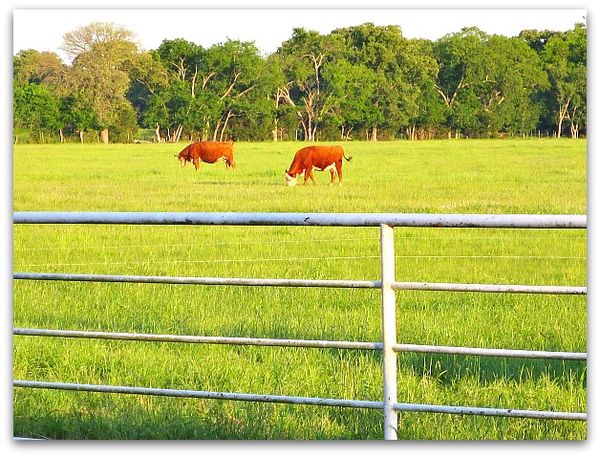 Whitworthranch 061