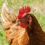 Image result for cinnamon queen chickens temperament