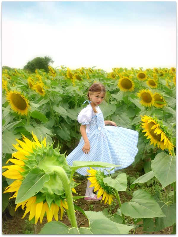 Sundlowers 056