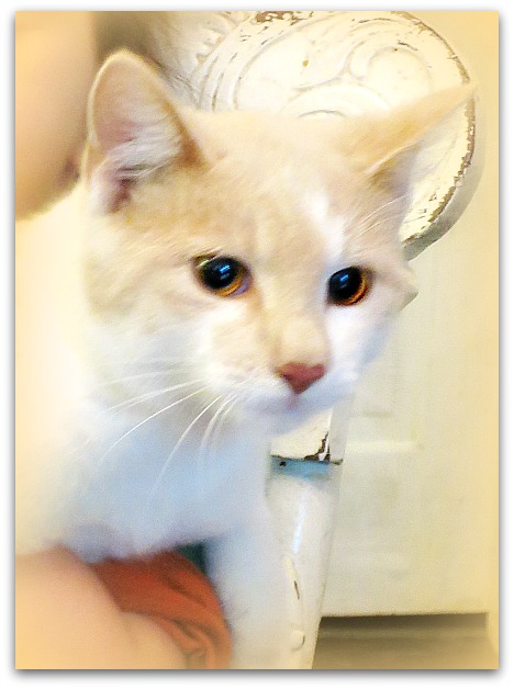 Punkin 014