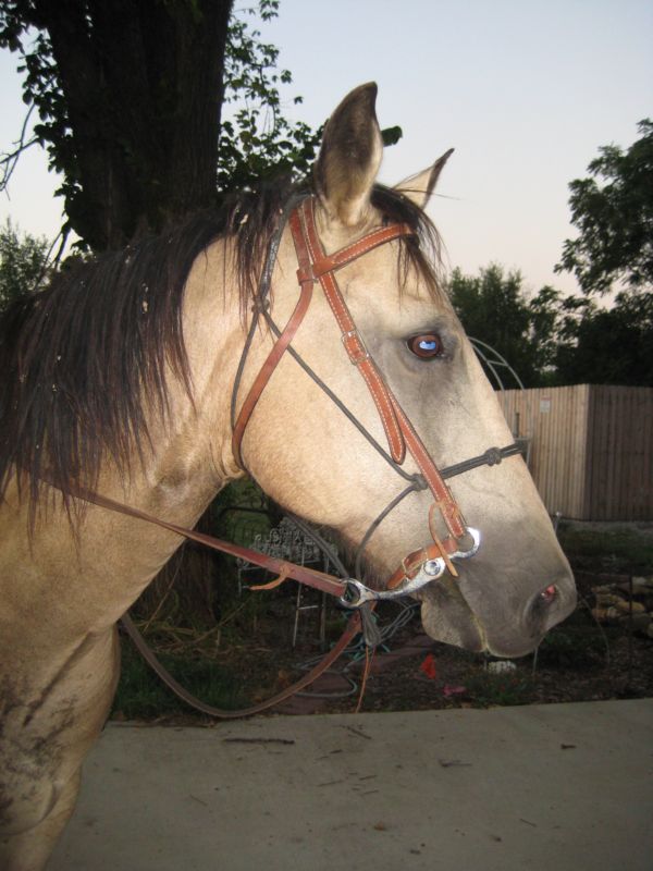 Bartz_horses_007