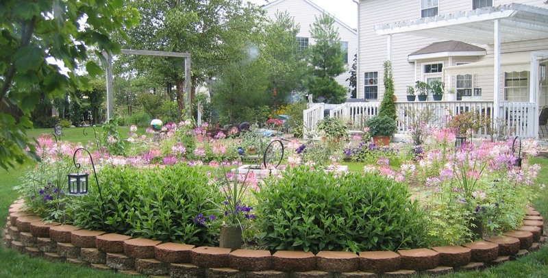 Cleome_garden