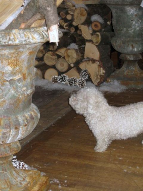 Curious_fofa_033