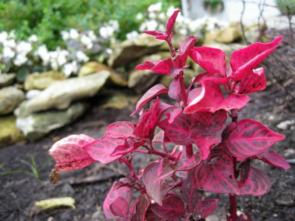 Etsy_sales_217