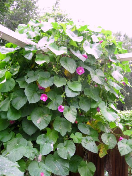 Etsy_sales_225