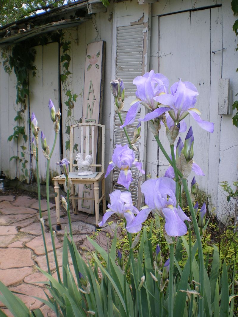 Garden_024