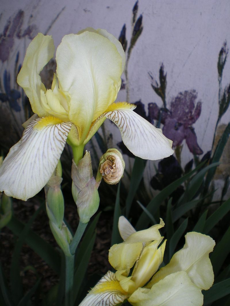 Garden_036
