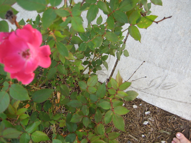 Garden_042