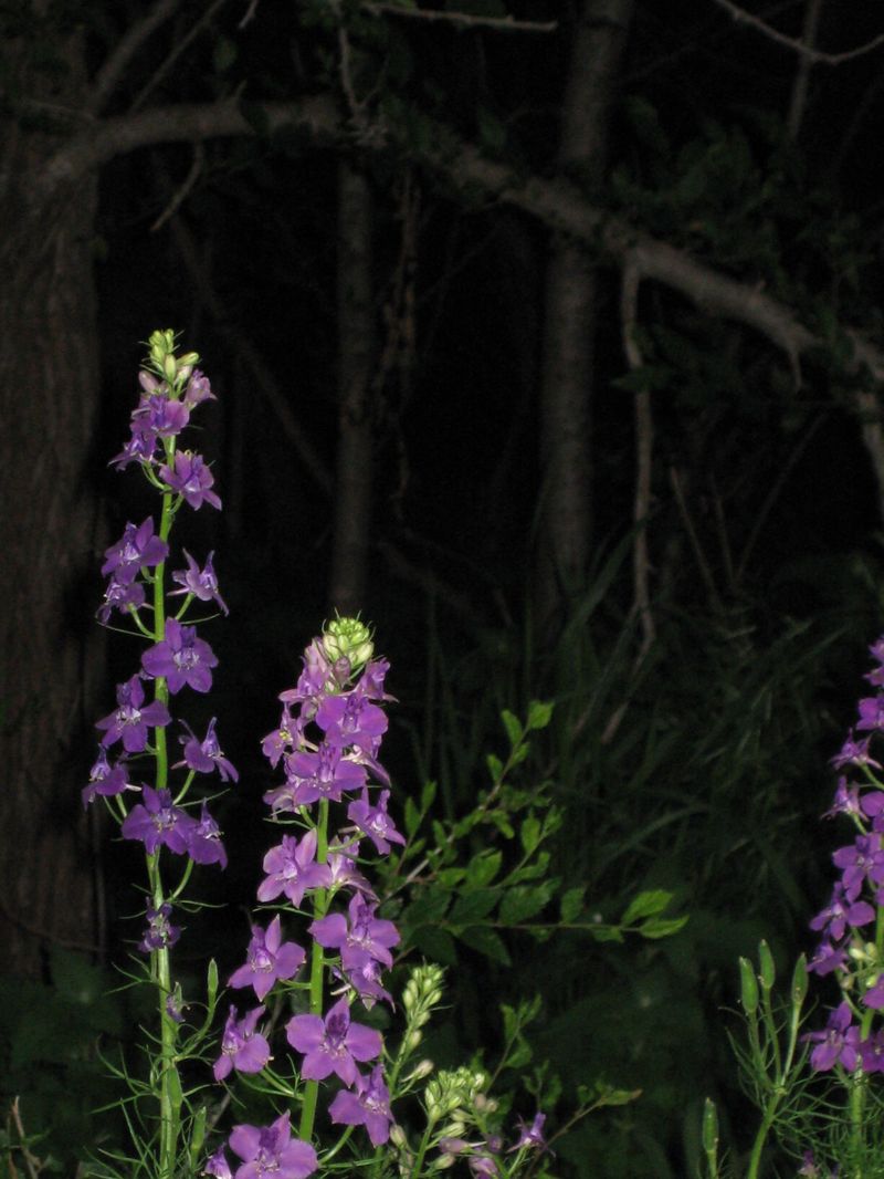 Garden_051