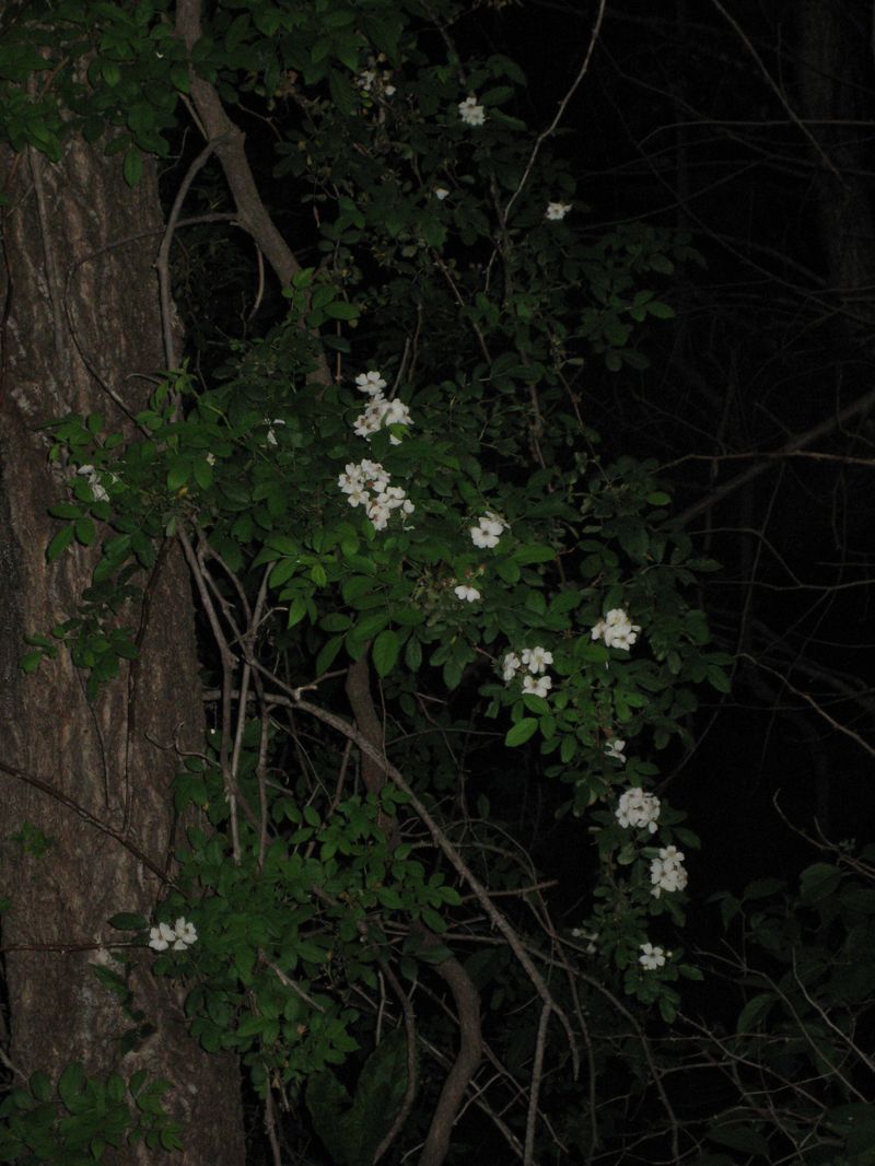 Garden_054