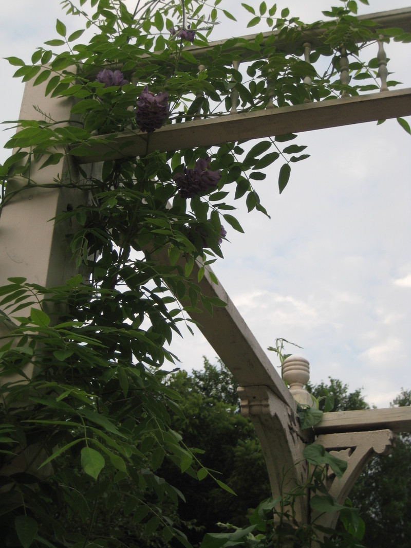 Garden_dust_015