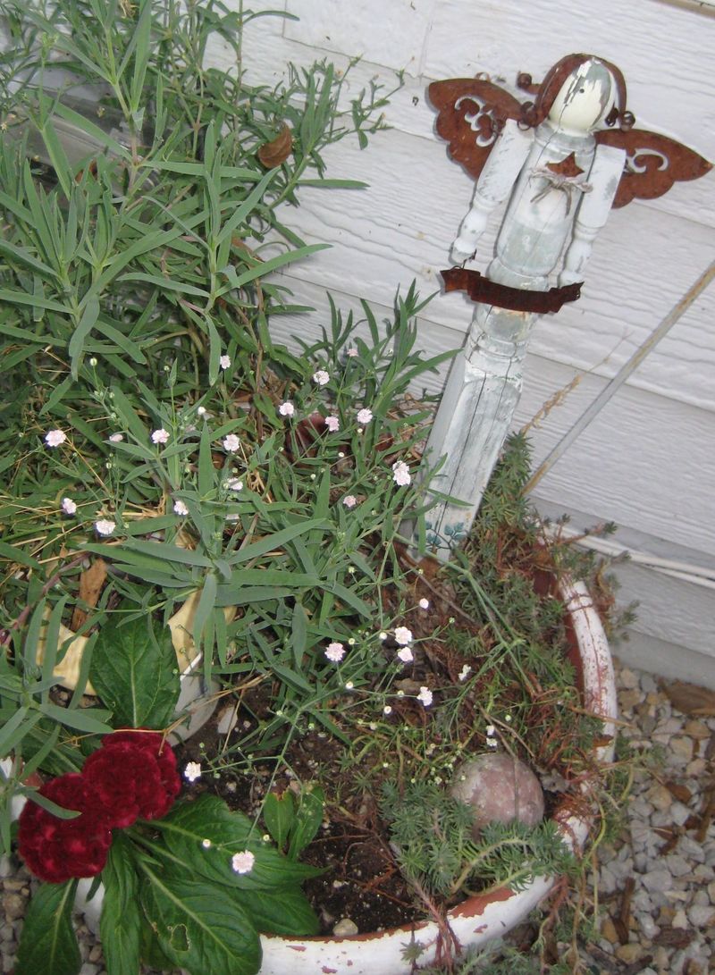 Garden_dust_052