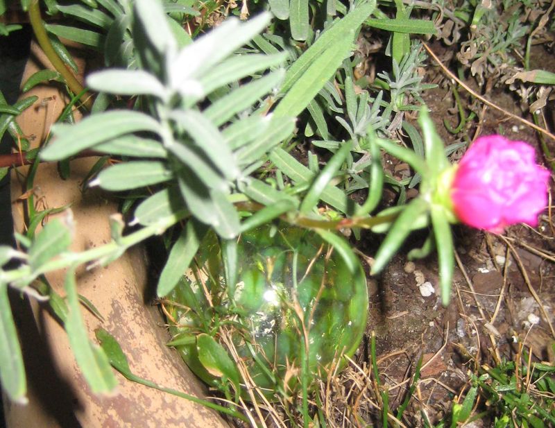 Garden_dust_054