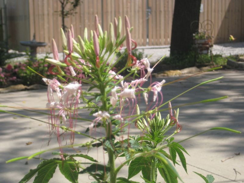 Gardenjuly_003
