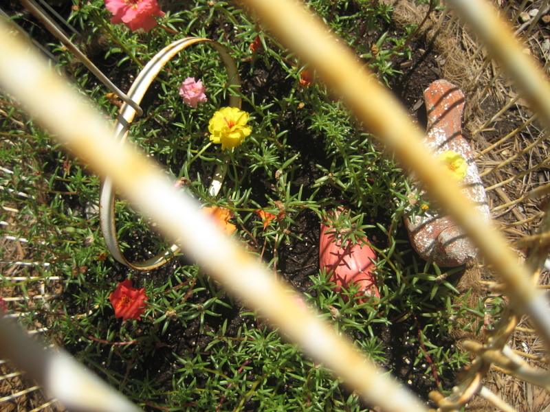 Gardenjuly_007