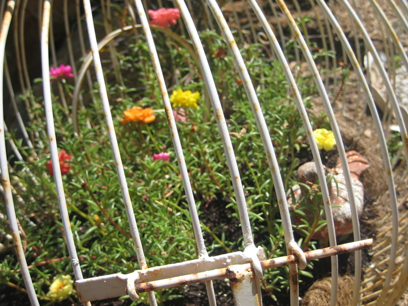 Gardenjuly_009