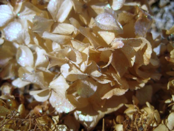Glitter_hydrangeas_003