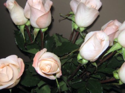 Holiday_shop_066