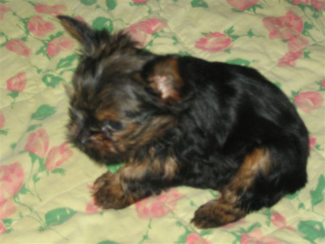 Huberta_002