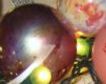 Ice_and_fudge_034_2