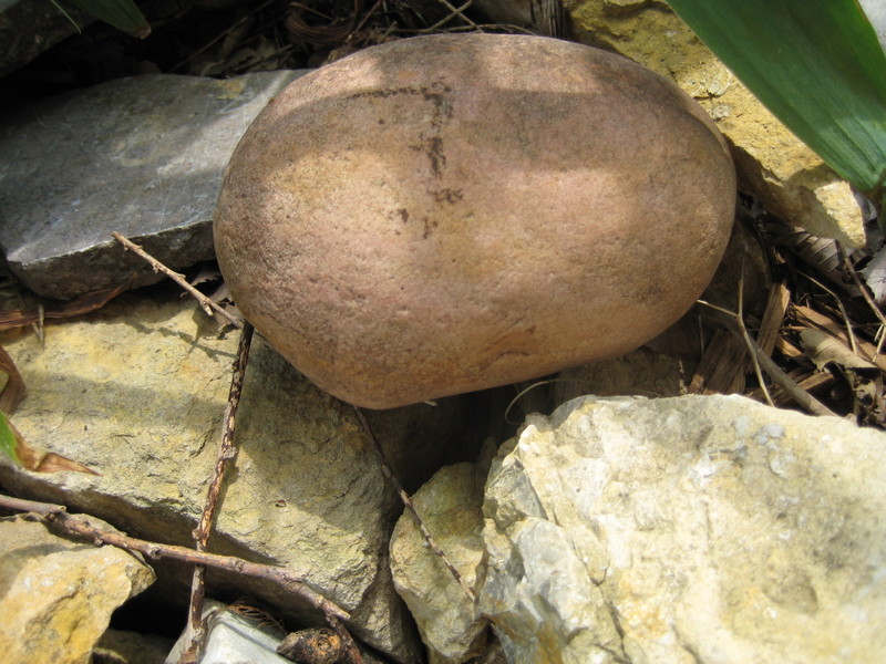 June_garden_008