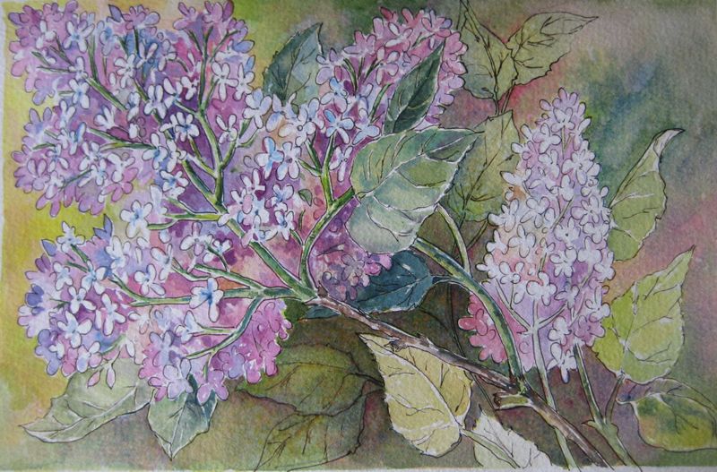 Lilac_002