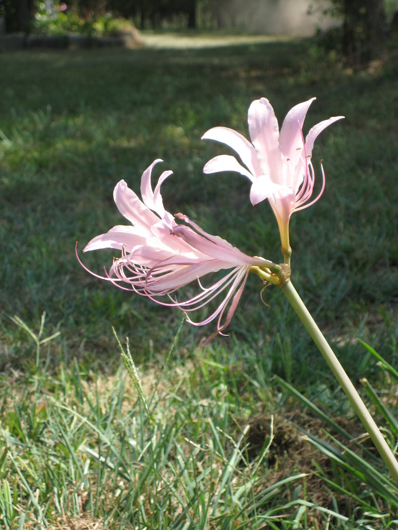 Lily_002