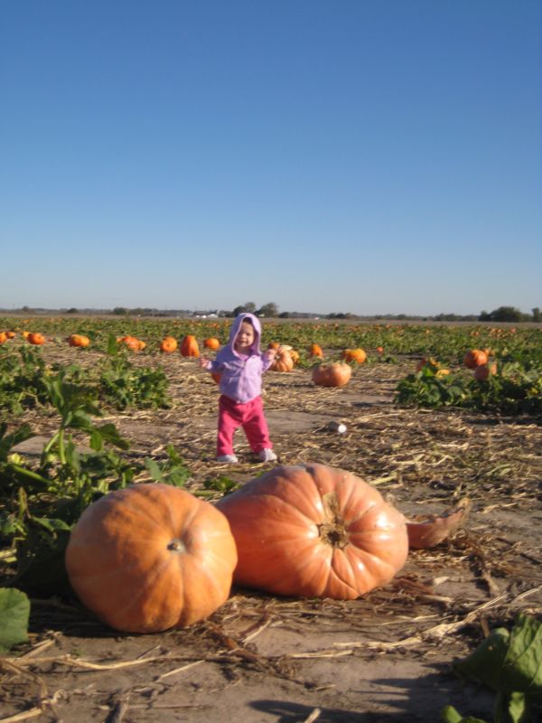 Pumpkin_patch_007_2