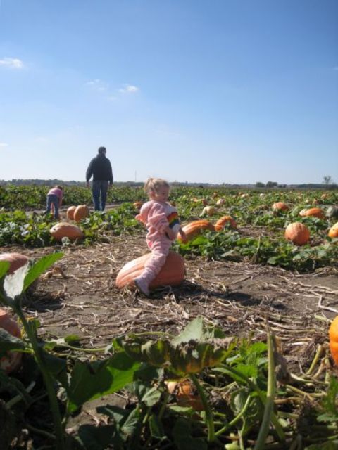 Pumpkinpatcho8_042