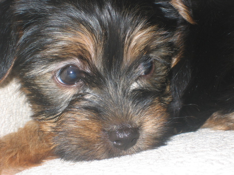 Puppys_first_day_010