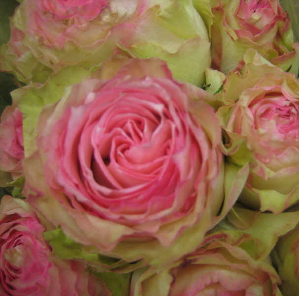 Rose