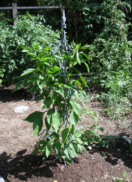 Summer_garden_and_gifts_012