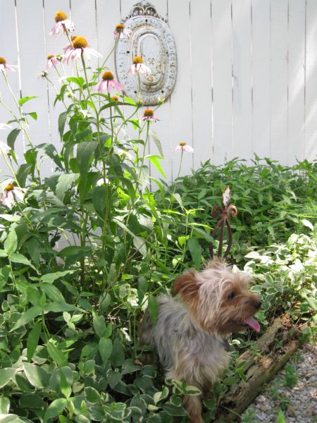 Summer_garden_and_gifts_026