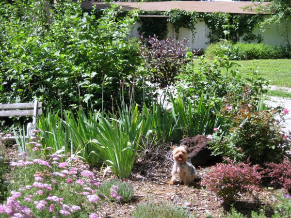 Summer_garden_and_gifts_028
